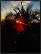 25th Nov 2015 - Palm tree sunset