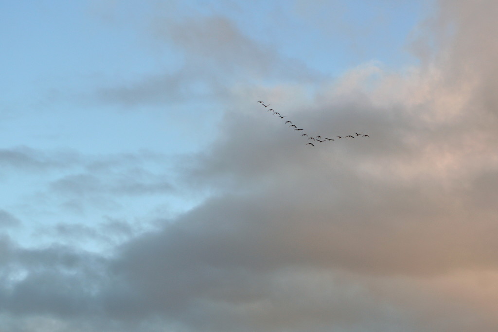 Skein/Wedge of Geese by nickspicsnz