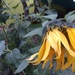 Sleepy sunflowers by alia_801
