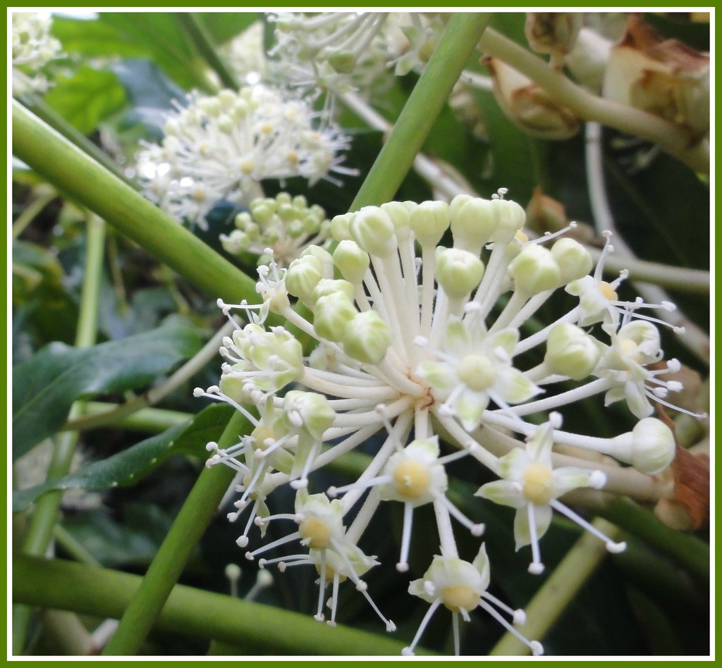Fatsia Japonica - Caster oil plant  by beryl