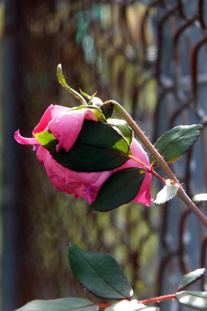 Rose Wild by linnypinny