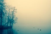 27th Nov 2015 - Fog II: Fun with filters
