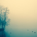 Fog II: Fun with filters by vera365