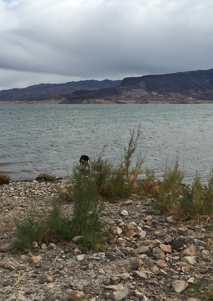 Checking out Lake Mead by wilkinscd