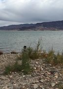 27th Nov 2015 - Checking out Lake Mead
