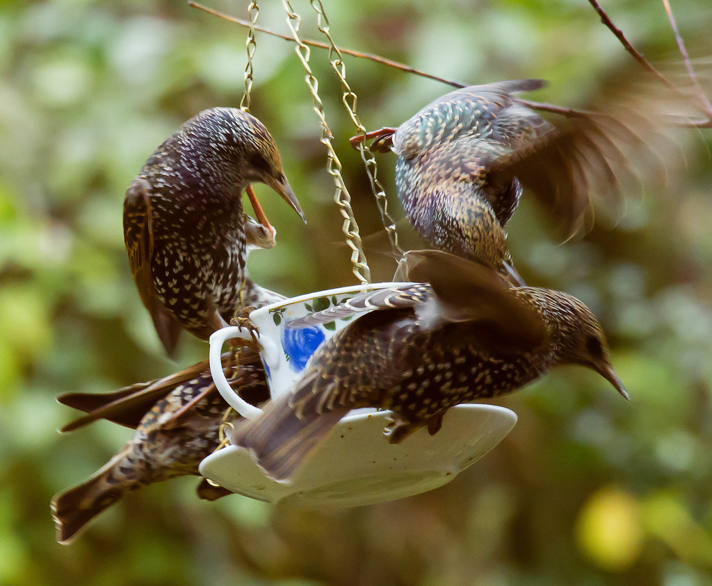 27th November 2015     - Frenzy at the feeder by pamknowler