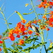 Hummingbird by stownsend