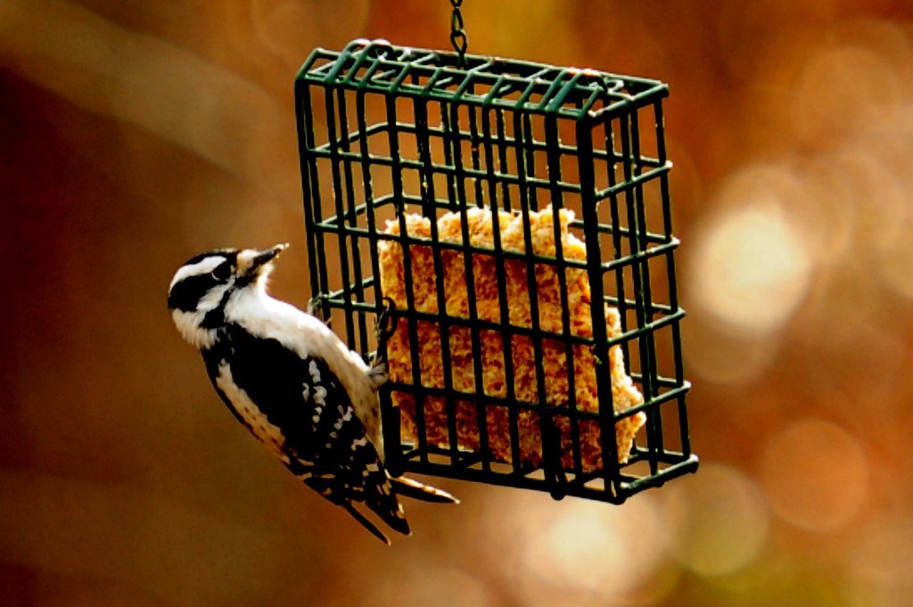 Woodpecker by dianen
