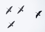 27th Nov 2015 - Four Geese in Flight