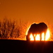Horse-Clipse  by kareenking
