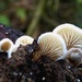 More fungus by julienne1