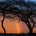 Rainbow through trees at sunset by davidrobinson