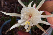 28th Nov 2015 - White Epiphyllum flower