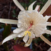 White Epiphyllum flower by kerenmcsweeney