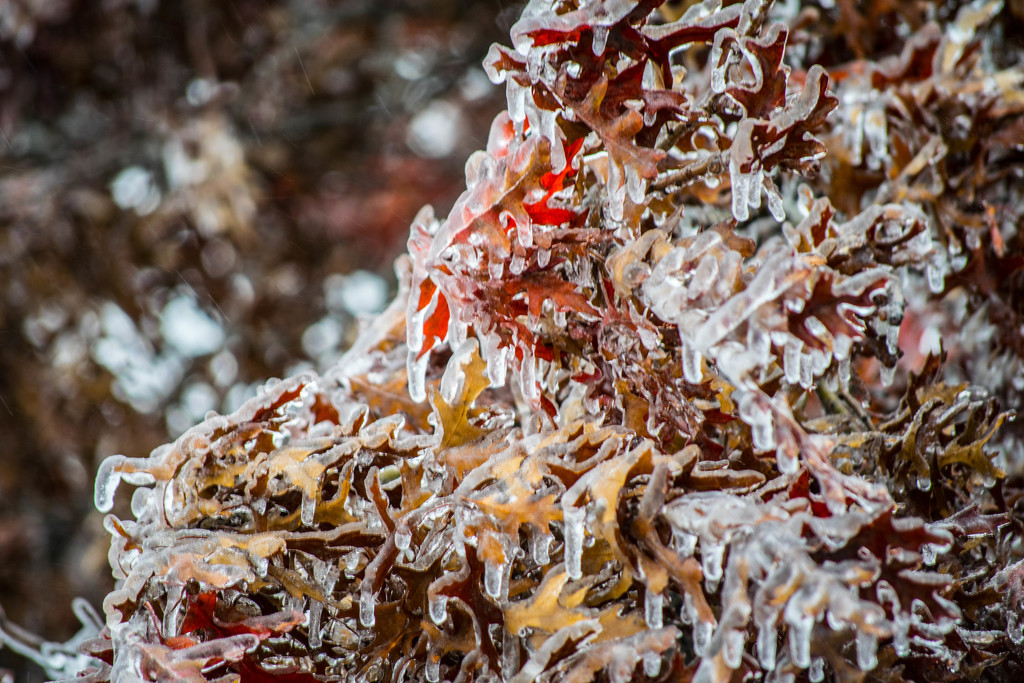 Ice Storm! by ckwiseman