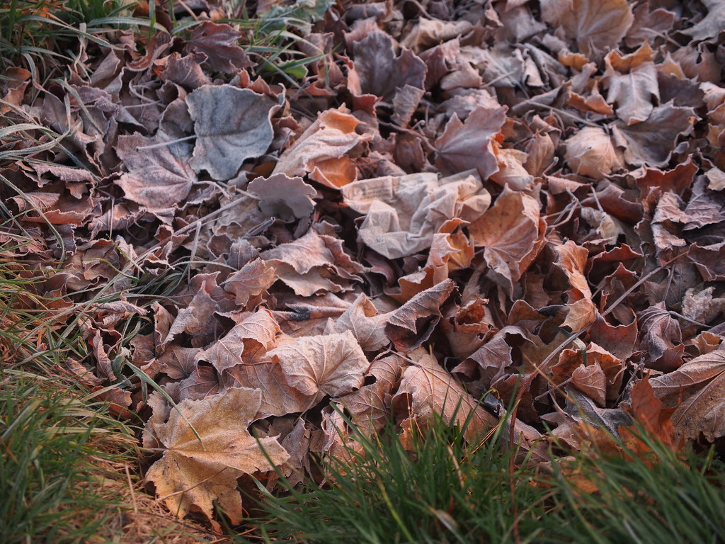 Frost-tinged Leaves by selkie