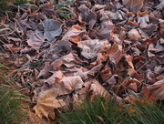 25th Nov 2015 - Frost-tinged Leaves