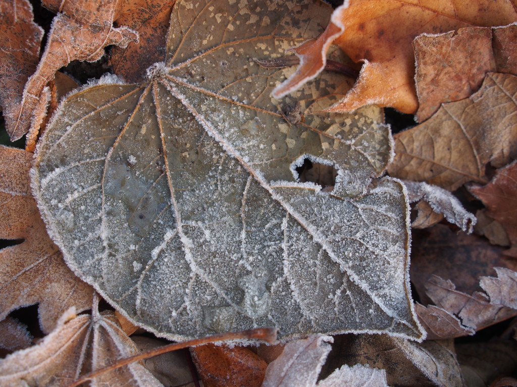 Frosty Leaf by selkie