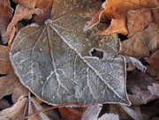 25th Nov 2015 - Frosty Leaf