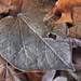 Frosty Leaf by selkie