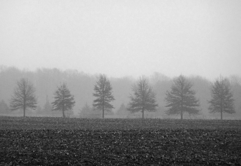 Misty Trees by jae_at_wits_end