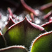 succulent bokeh by aecasey