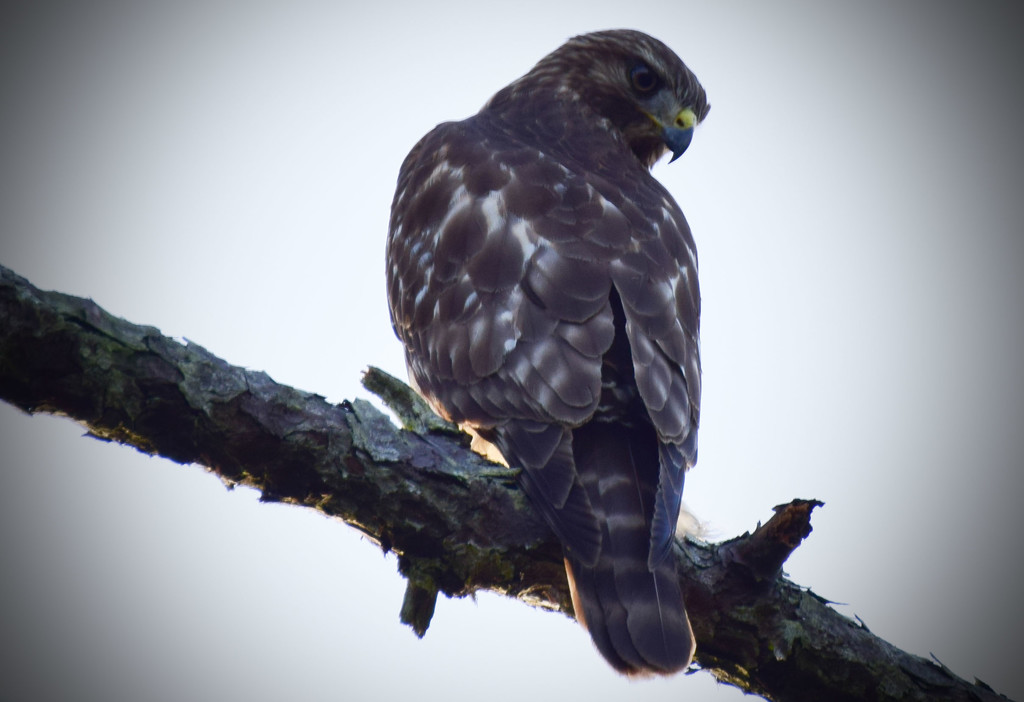 Angry Hawk by rickster549