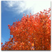 Autumn Color by mcsiegle