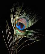 28th Nov 2015 - Peacock Feather