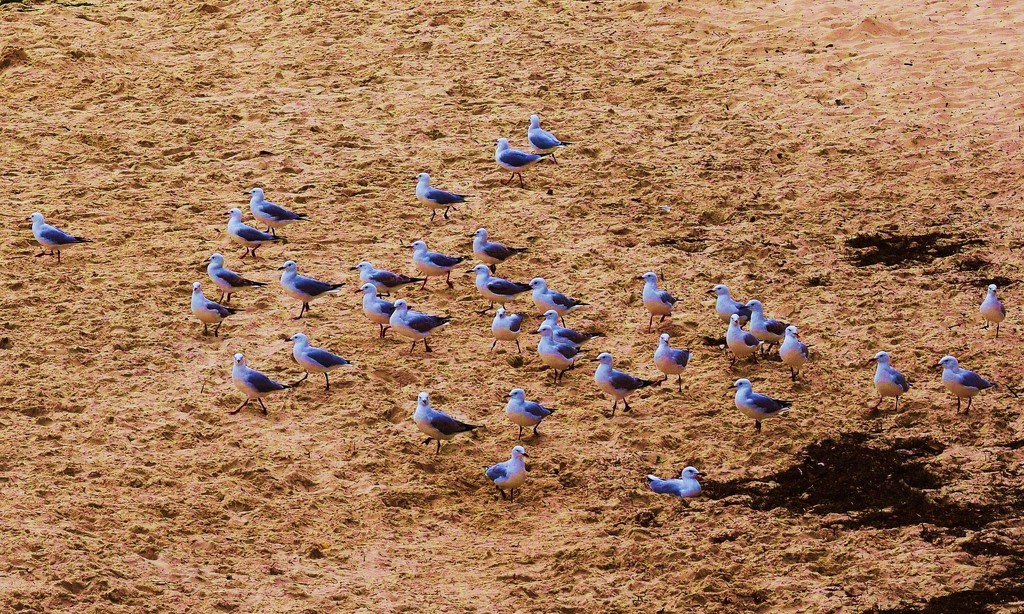 March of the Seagulls..... by happysnaps