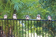 28th Nov 2015 - Five Little Kookaburras Sitting on the Fence