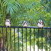 Five Little Kookaburras Sitting on the Fence by terryliv