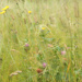 Wild Grass by helenw2