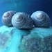 Suzy's shells by miranda