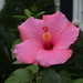 Hibiscus, Charleston, SC by congaree