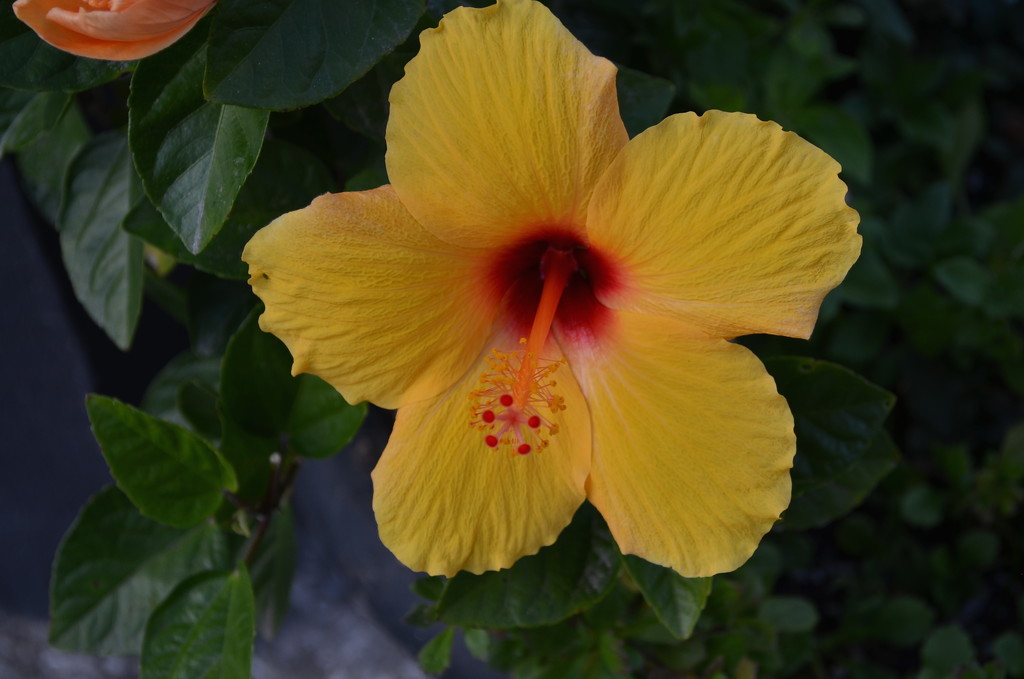 Hibiscus, Magnolia Gardens, Charleston, SC by congaree