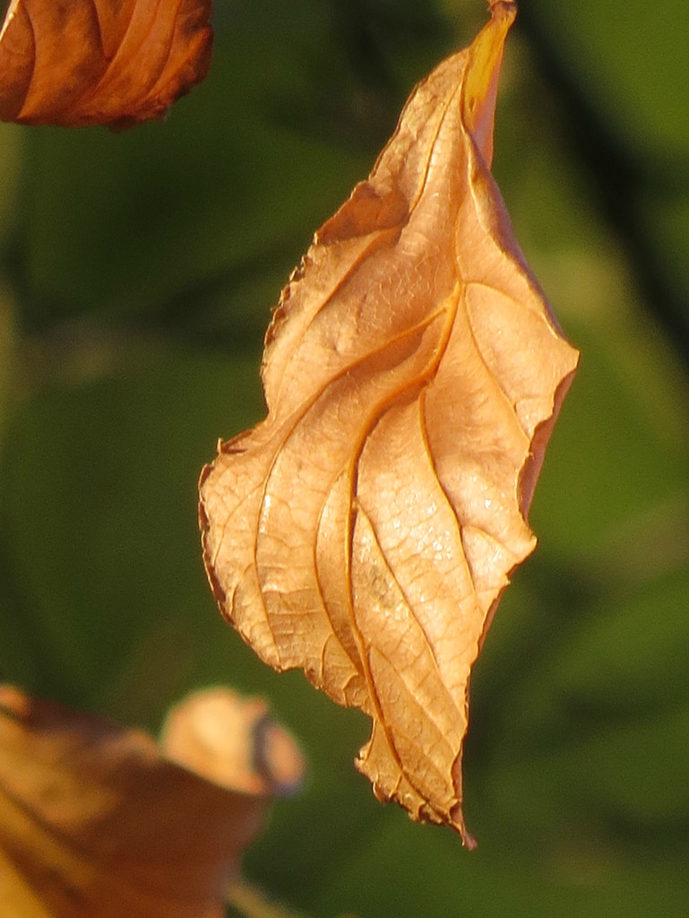 Leaf Veins by seattlite