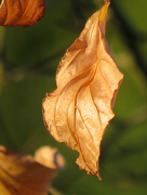 28th Nov 2015 - Leaf Veins