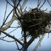 Empty nest by mittens