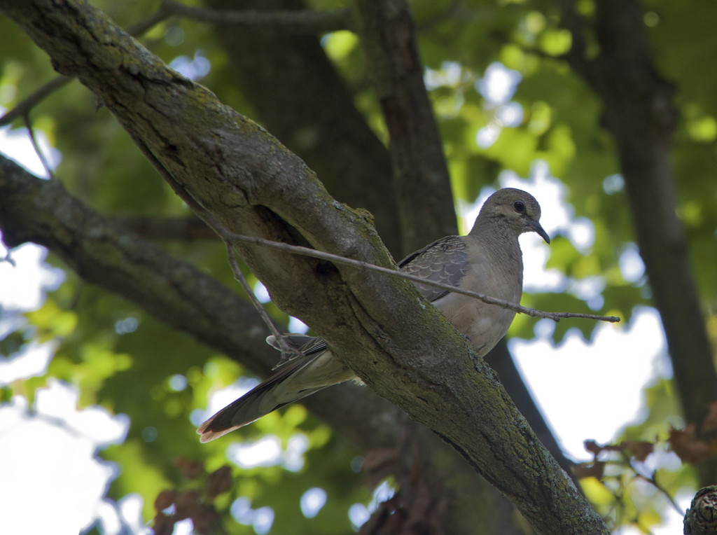 Mourning Dove by houser934