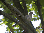 11th Aug 2015 - Mourning Dove