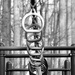 Ring and Bars in the Woods by kerosene