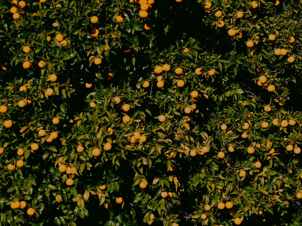Philippe's orange tree by laroque