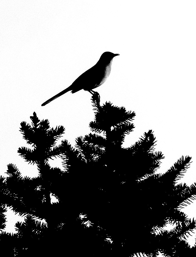 Bird on top of a pine tree by homeschoolmom