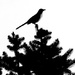 Bird on top of a pine tree by homeschoolmom