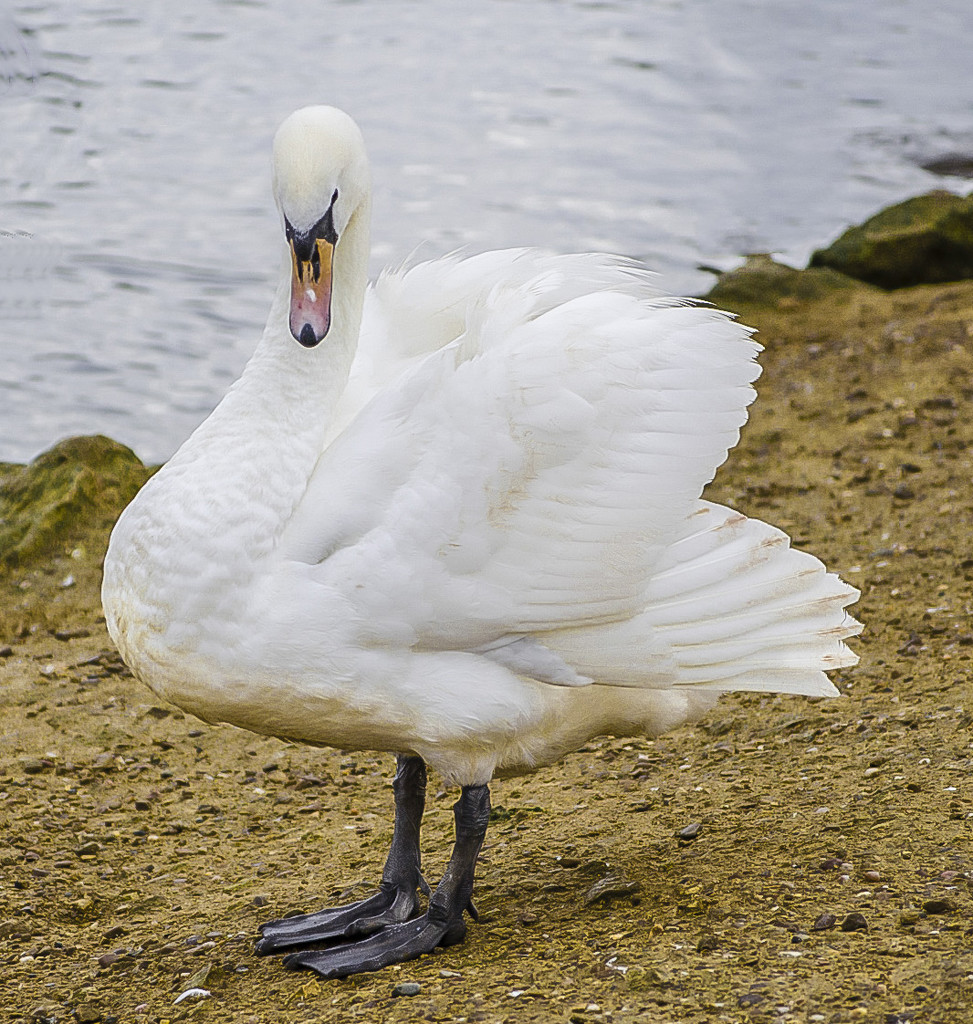 Swan On Land by tonygig