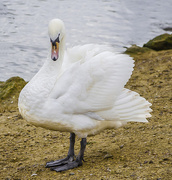 28th Nov 2015 - Swan On Land