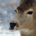 deer hunting by dmdfday