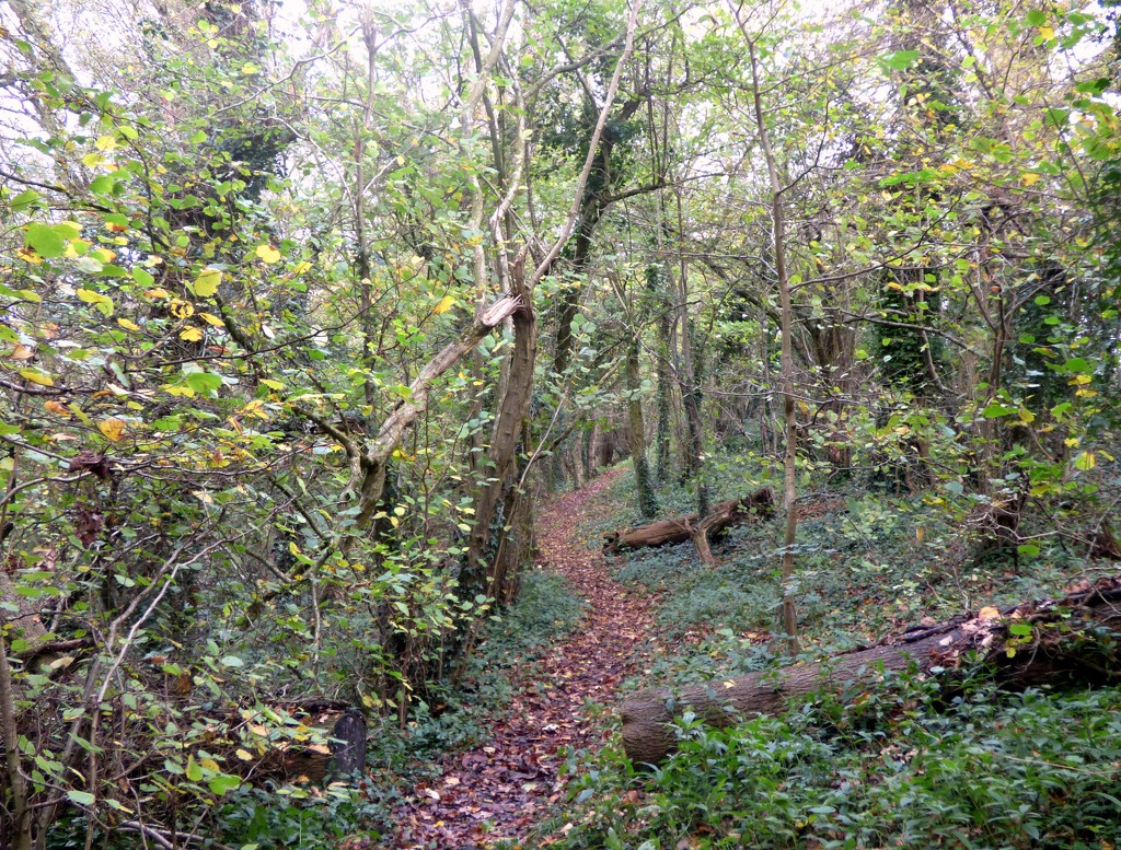 Woodland path by julienne1