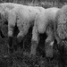 rump of lamb by jantan
